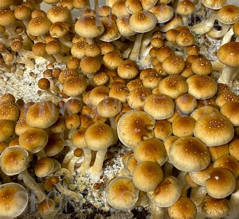 17, 2020 PRNewswire -- Spore Life Sciences Inc. . White teacher mushroom strain cubensis spores